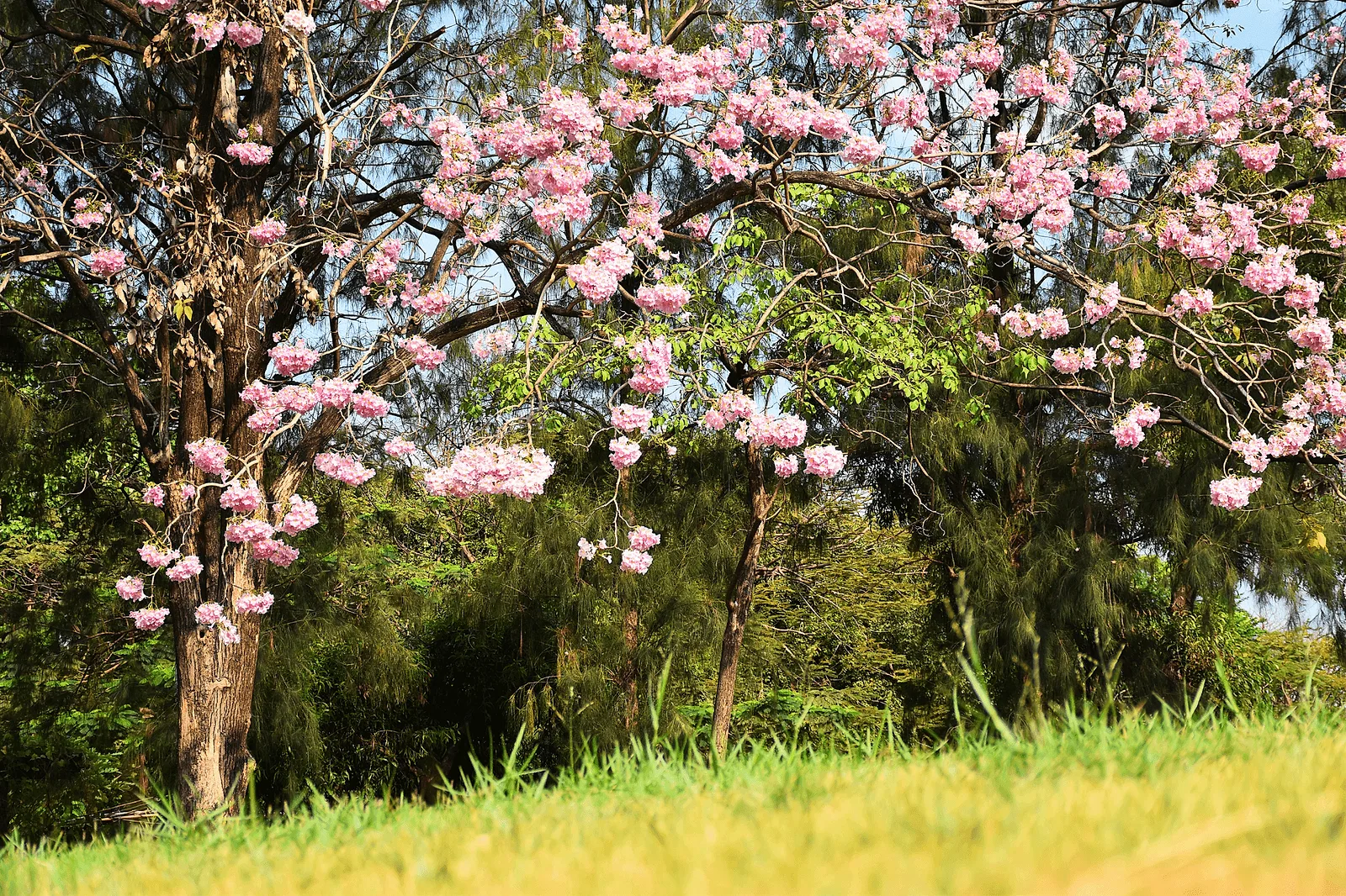 Photoshoot in Bangkok: rot fai park (railway park).