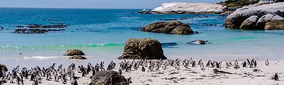 Boulders Beach — popular photoshoot spot in South Africa