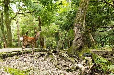 Nara