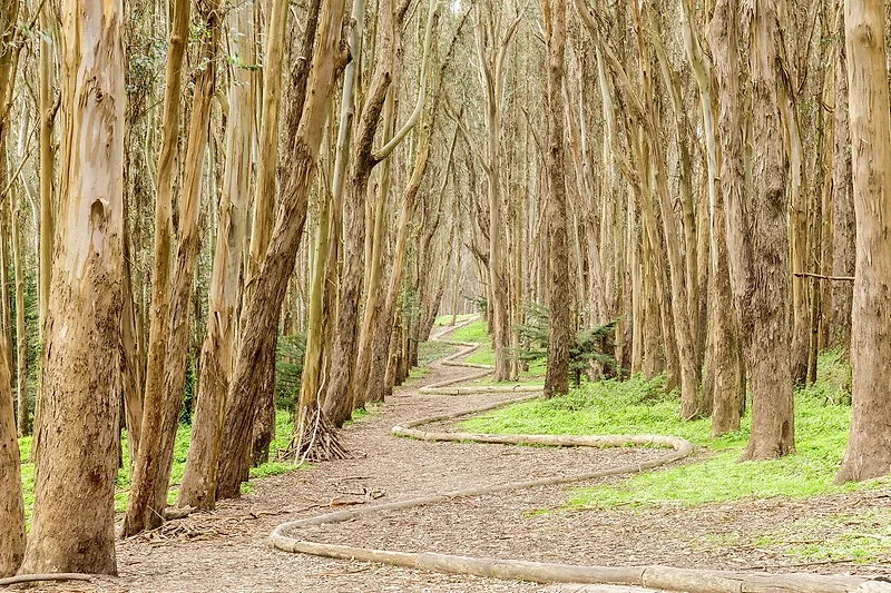Presidio Forest