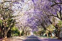 Photographers in Pretoria