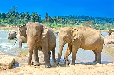 Pinnawala