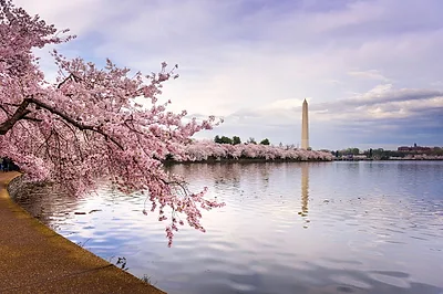 Tidal Basin — popular photoshoot spot in Washington, D.C.