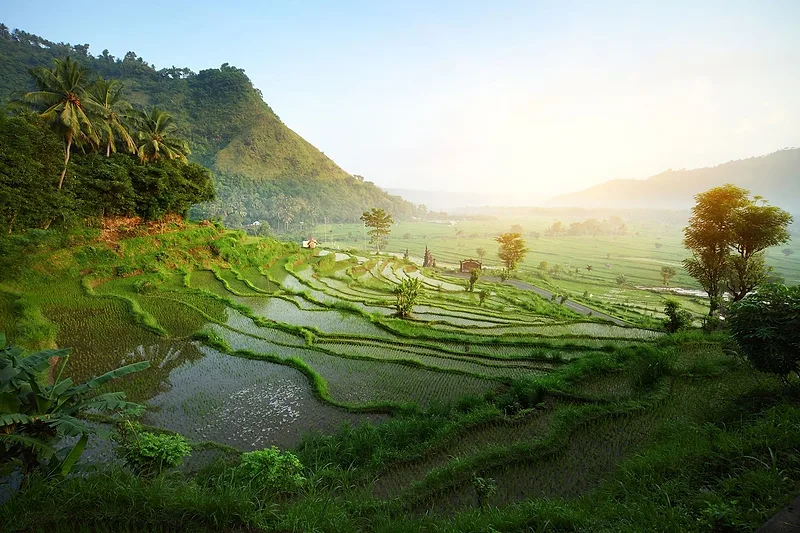 Tegal Alang Rice Terrace