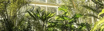 Botanic Gardens — popular photoshoot spot in South Africa