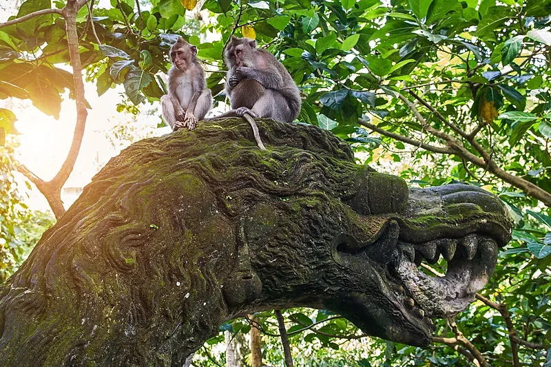 Monkey Forest