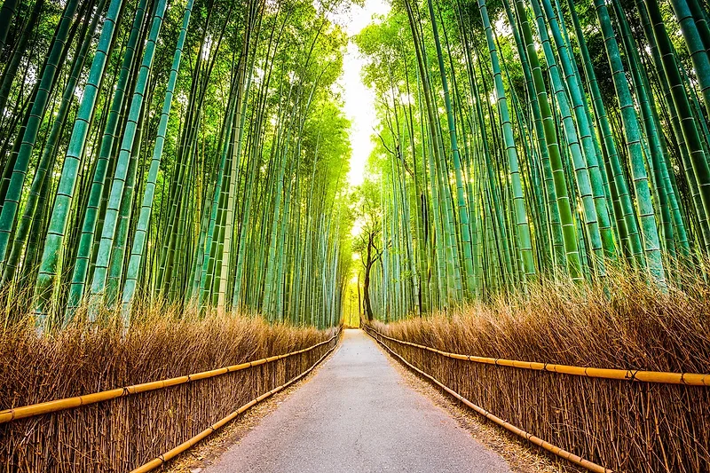 Arashiyama Bamboo Forest, photo spot in Kyoto