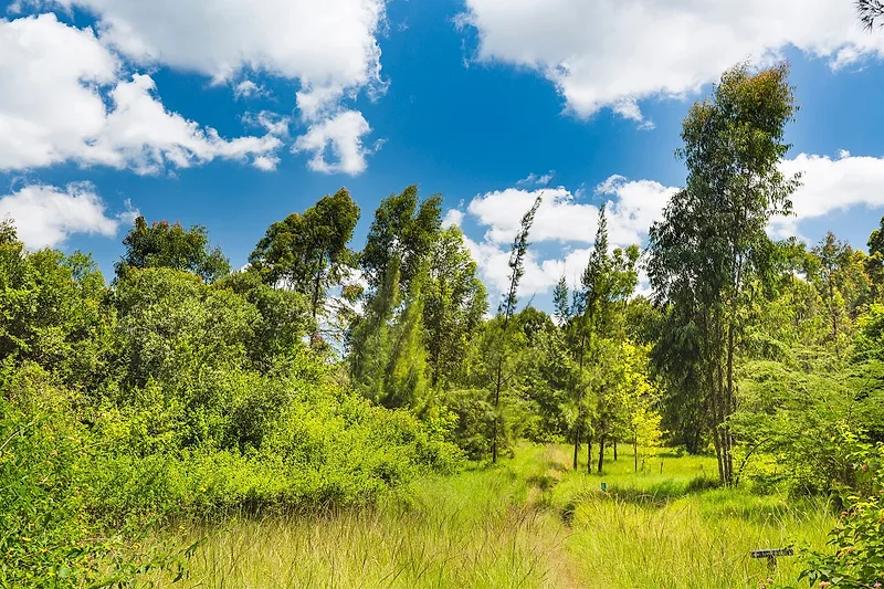 Karura Forest