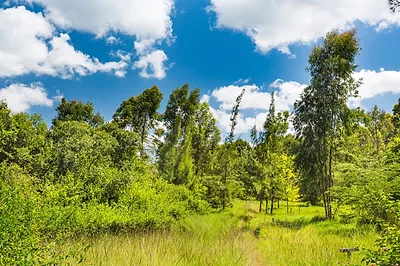 Karura Forest — popular photoshoot spot in Kenya