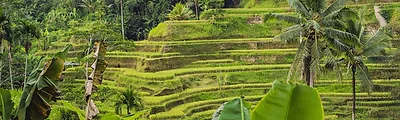 Tegalalang Rice Terraces — popular photoshoot spot in Bali