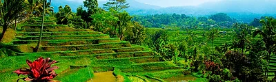 Jatiluwih Rice Terraces — popular photoshoot spot in Bali