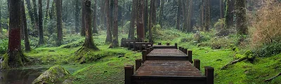 Alishan National Scenic Area — popular photoshoot spot in Taiwan