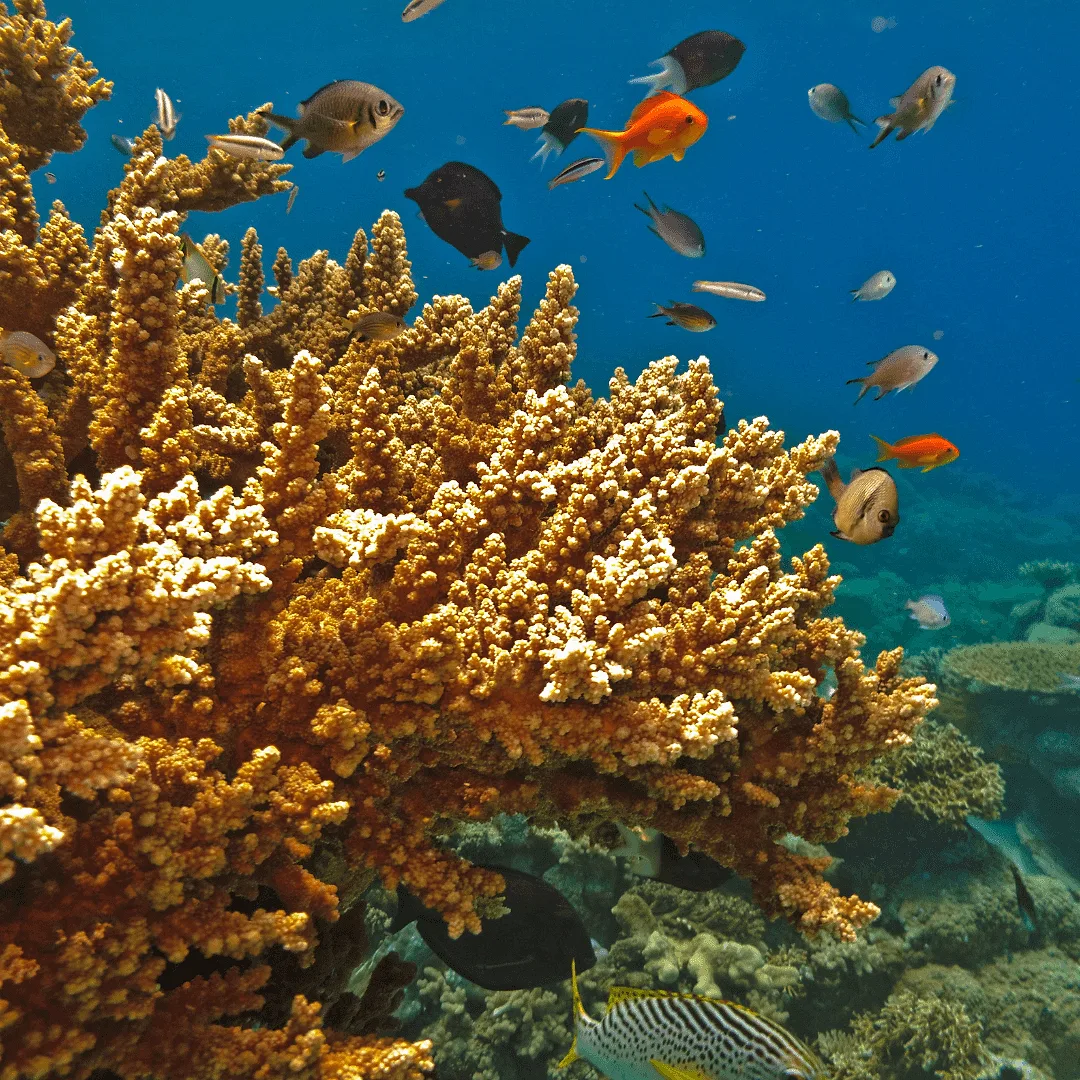 Place #17: Great Barrier Reef, Australia.