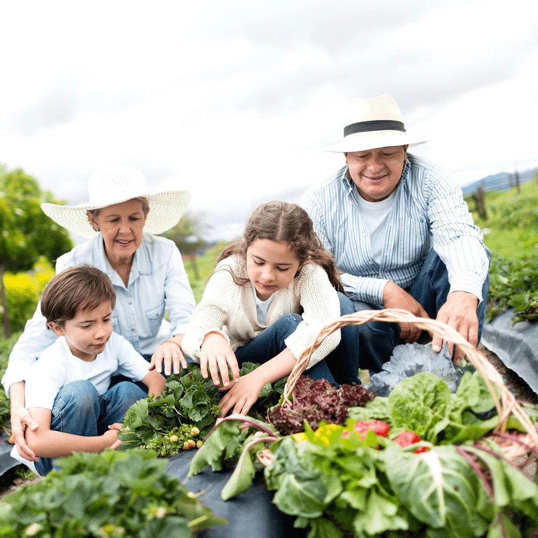 Harvesting at the Farm.
