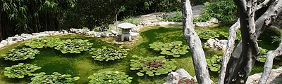 Zilker Botanical Garden — popular photoshoot spot in Austin