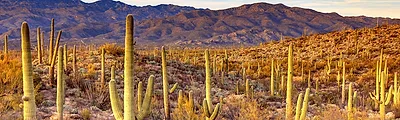Saguaro National Park — popular photoshoot spot in Arizona