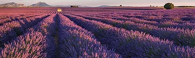 Lavender Fields — popular photoshoot spot in France