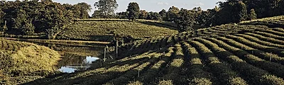 Choui Fong Tea Plantation, photo spot in Thailand