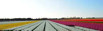 Tulip Fields Outside Keukenhof — popular photoshoot spot in Netherlands
