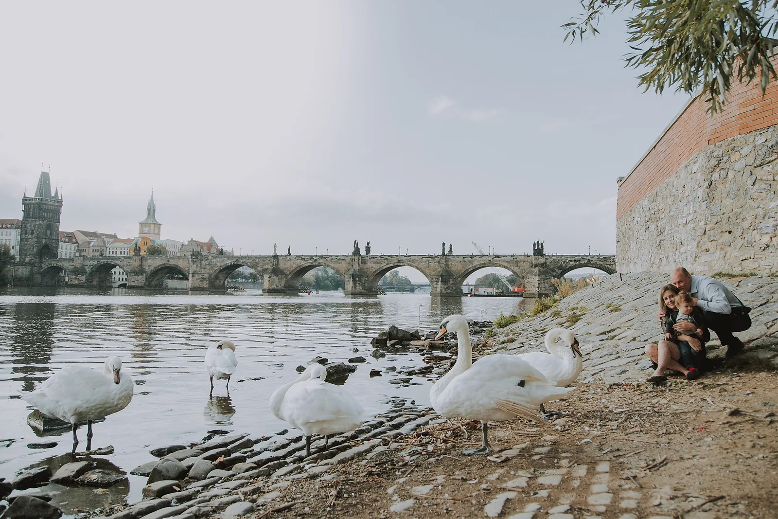 Riverbank Swan Watch.