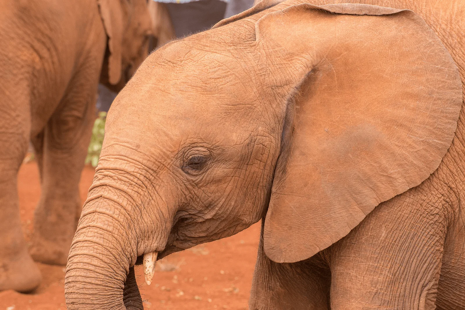 Elephant Orphanage (David Sheldrick Wildlife Trust).