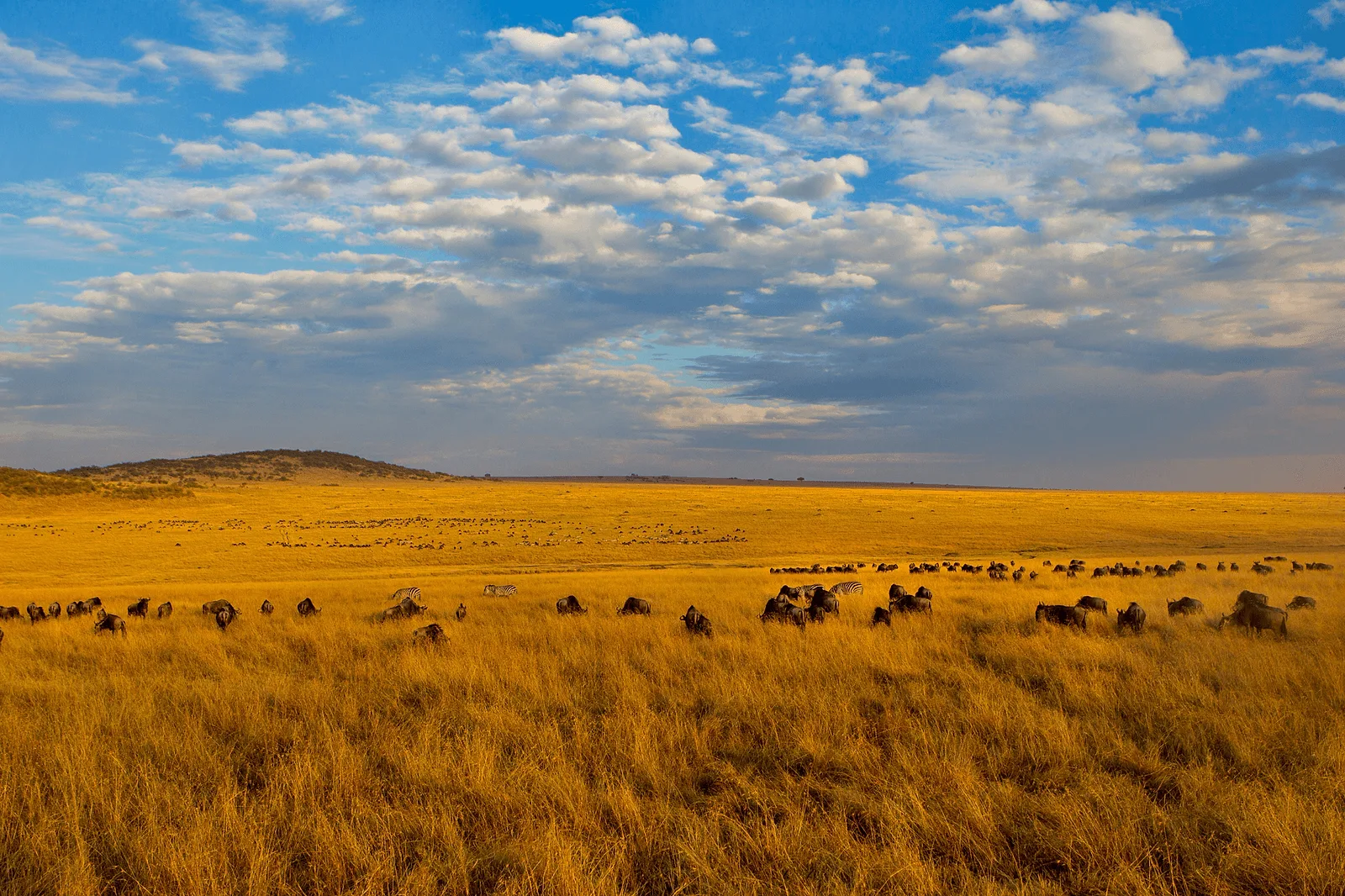 Spot #1: Maasai Mara.