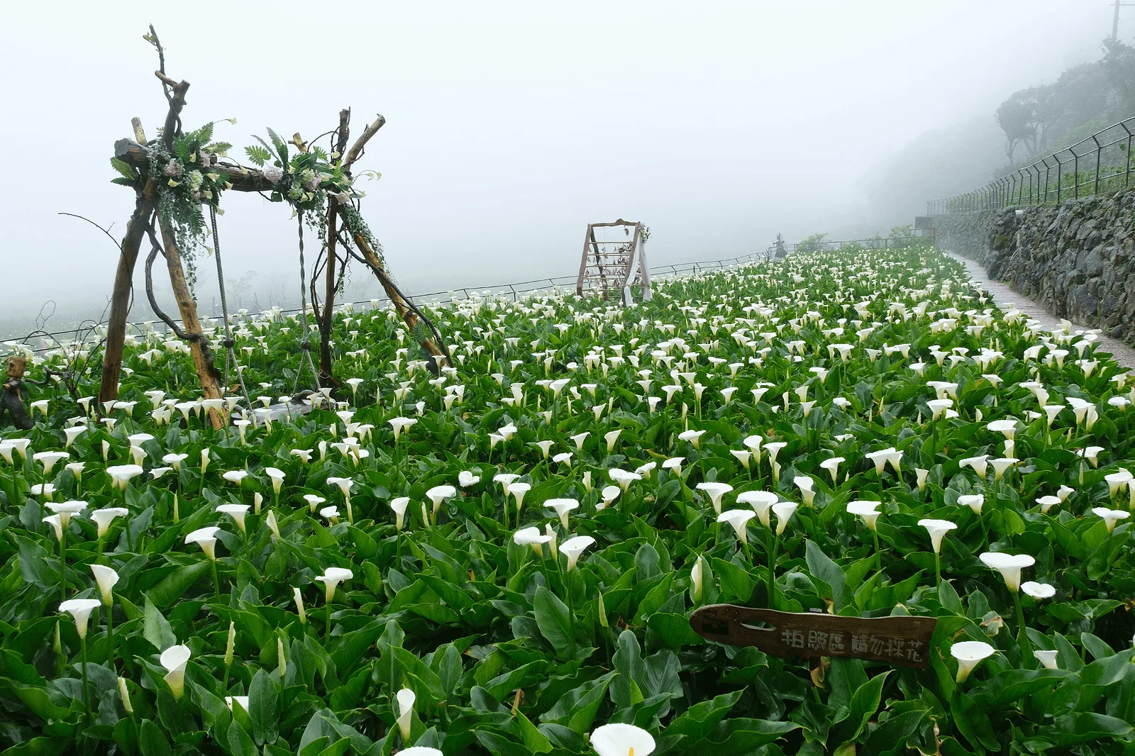 Yangmingshan Zhuzihu calla lily fields in spring: seasonal Taipei photo spot