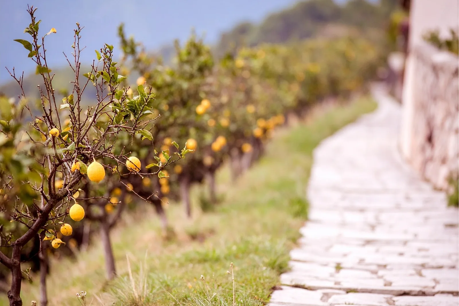 Limone sul Garda lemon groves 