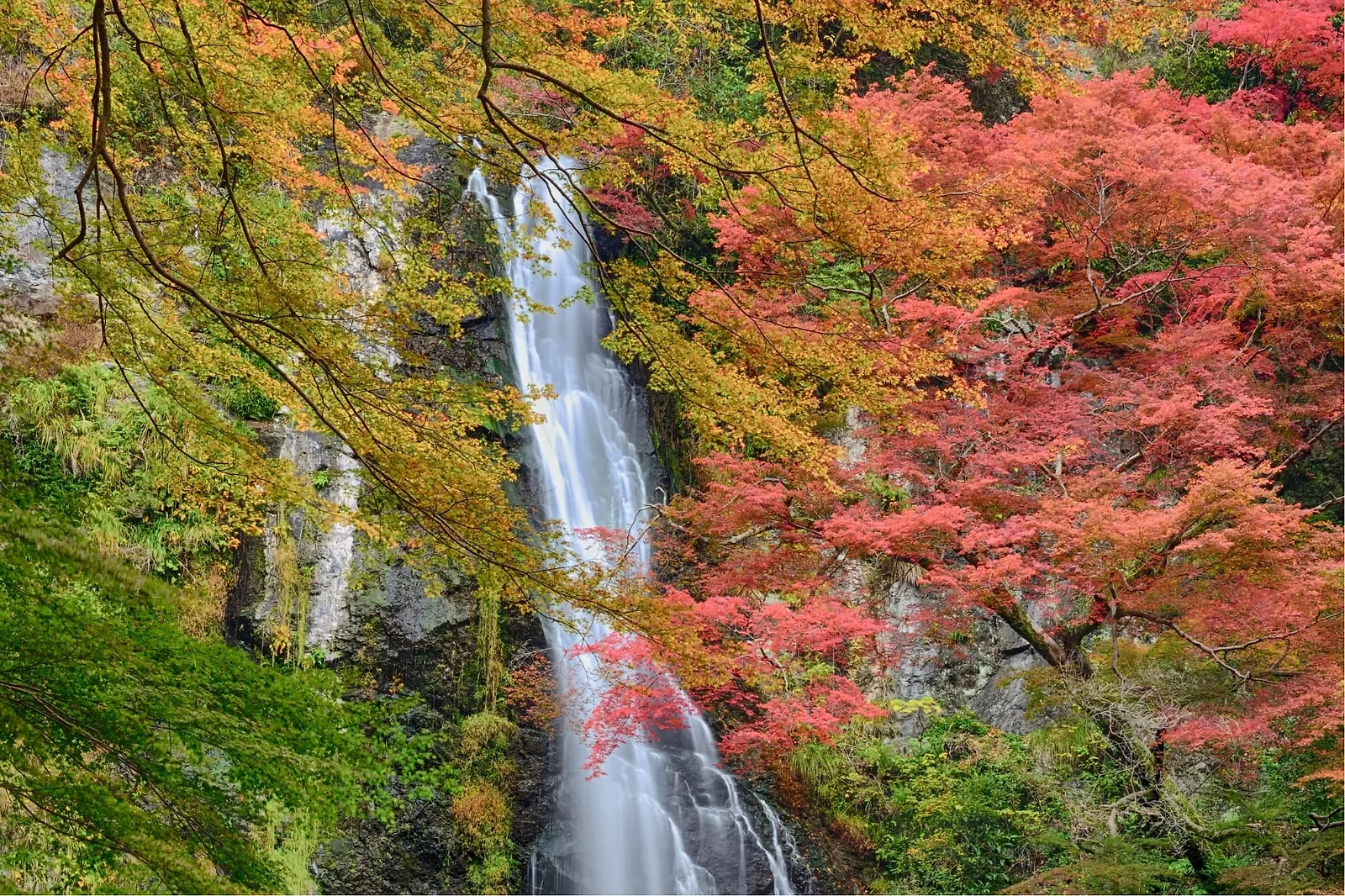 Planning a Secret Proposal in Osaka? A Local Photographer's Step-by-Step Guide (2026)