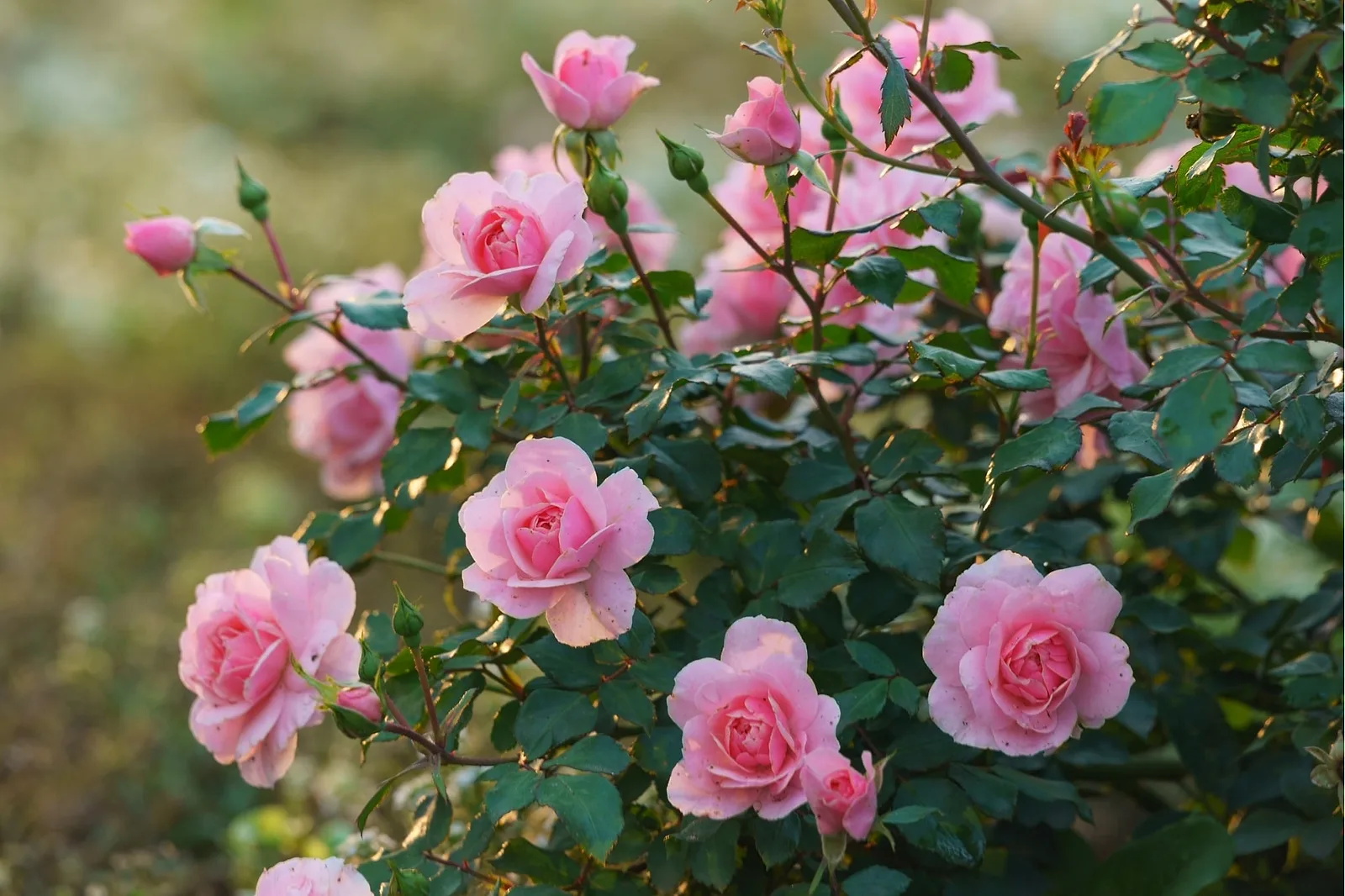 Planning a Secret Proposal in Osaka? A Local Photographer's Step-by-Step Guide (2026)