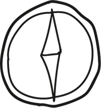 photo icon