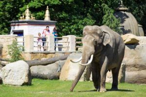 Best things to do in Prague with kids, ZOO