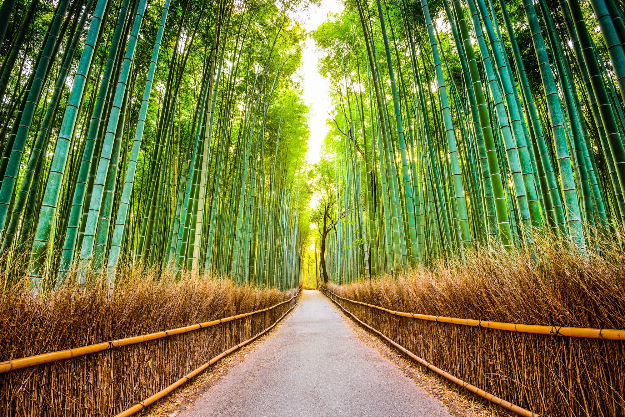 arashiyama bamboo grove visit