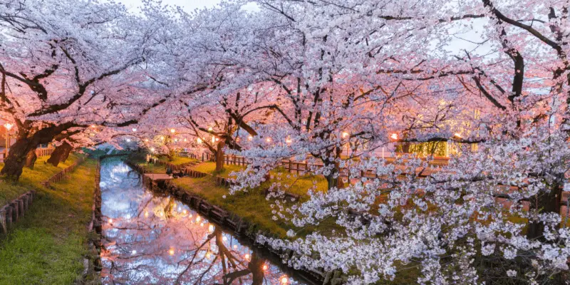cherry blossom photo spots