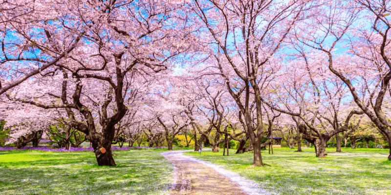 cherry blossom photo spots
