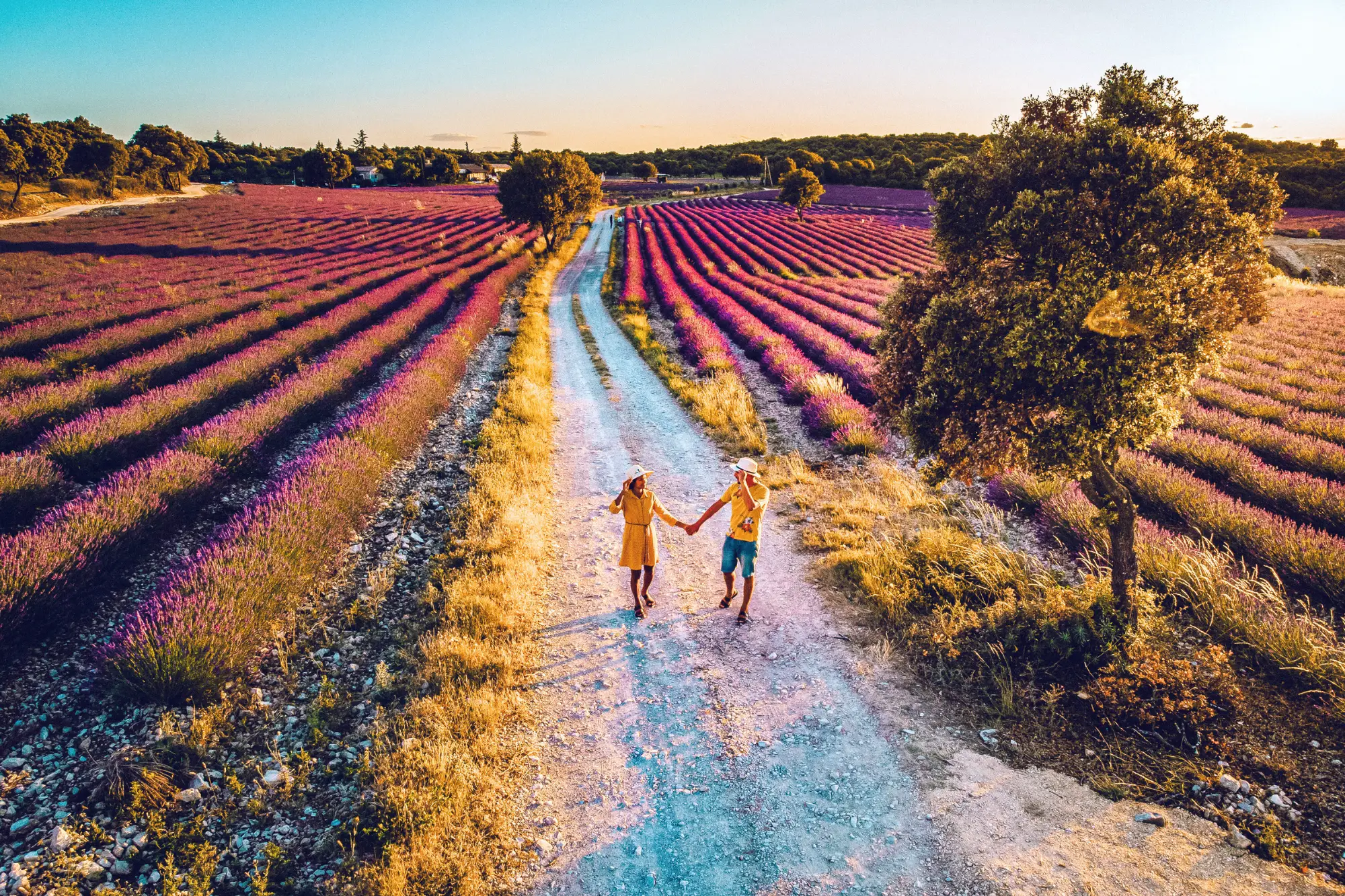 lavender fields in provence