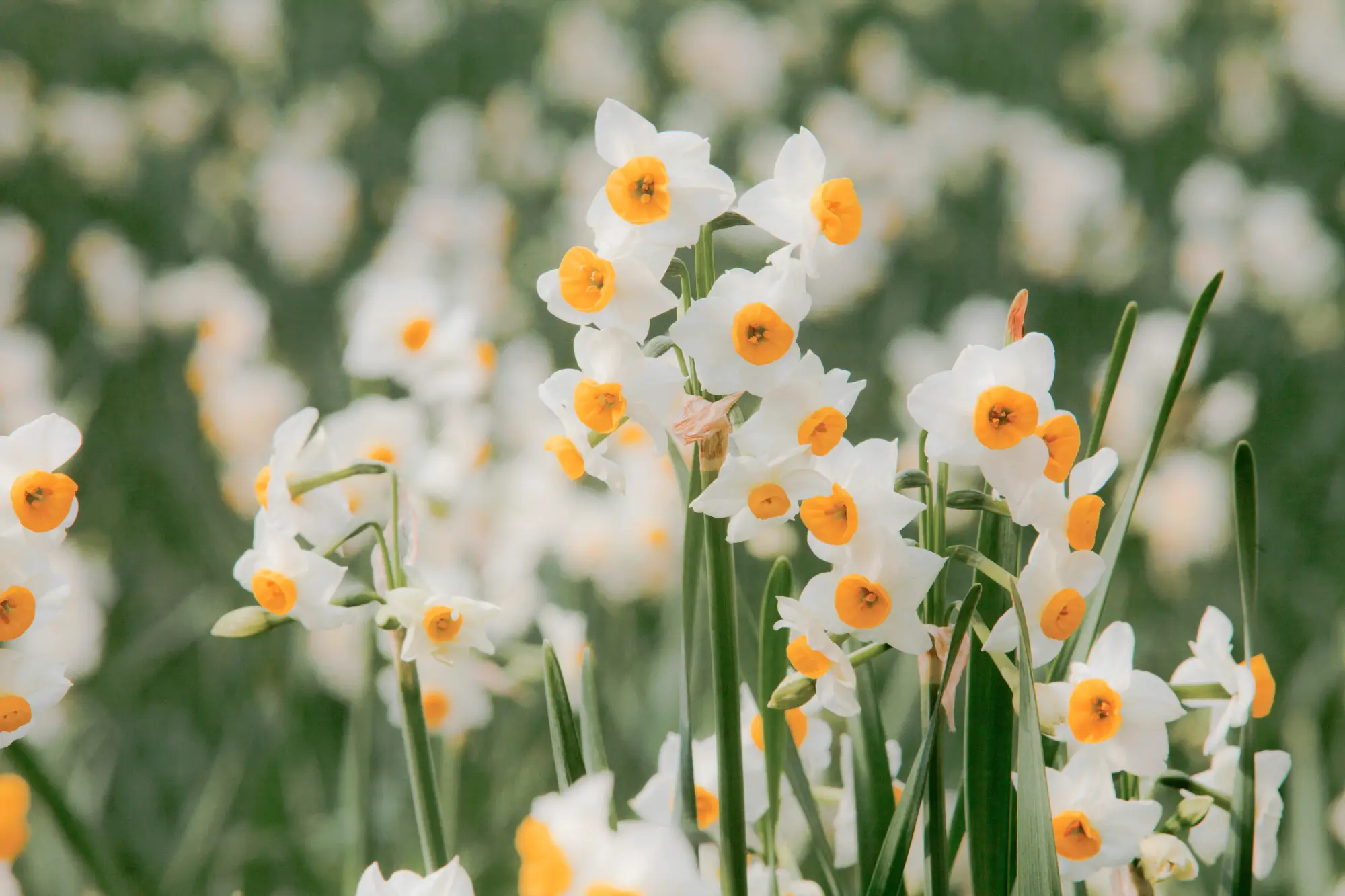 Narcissus field