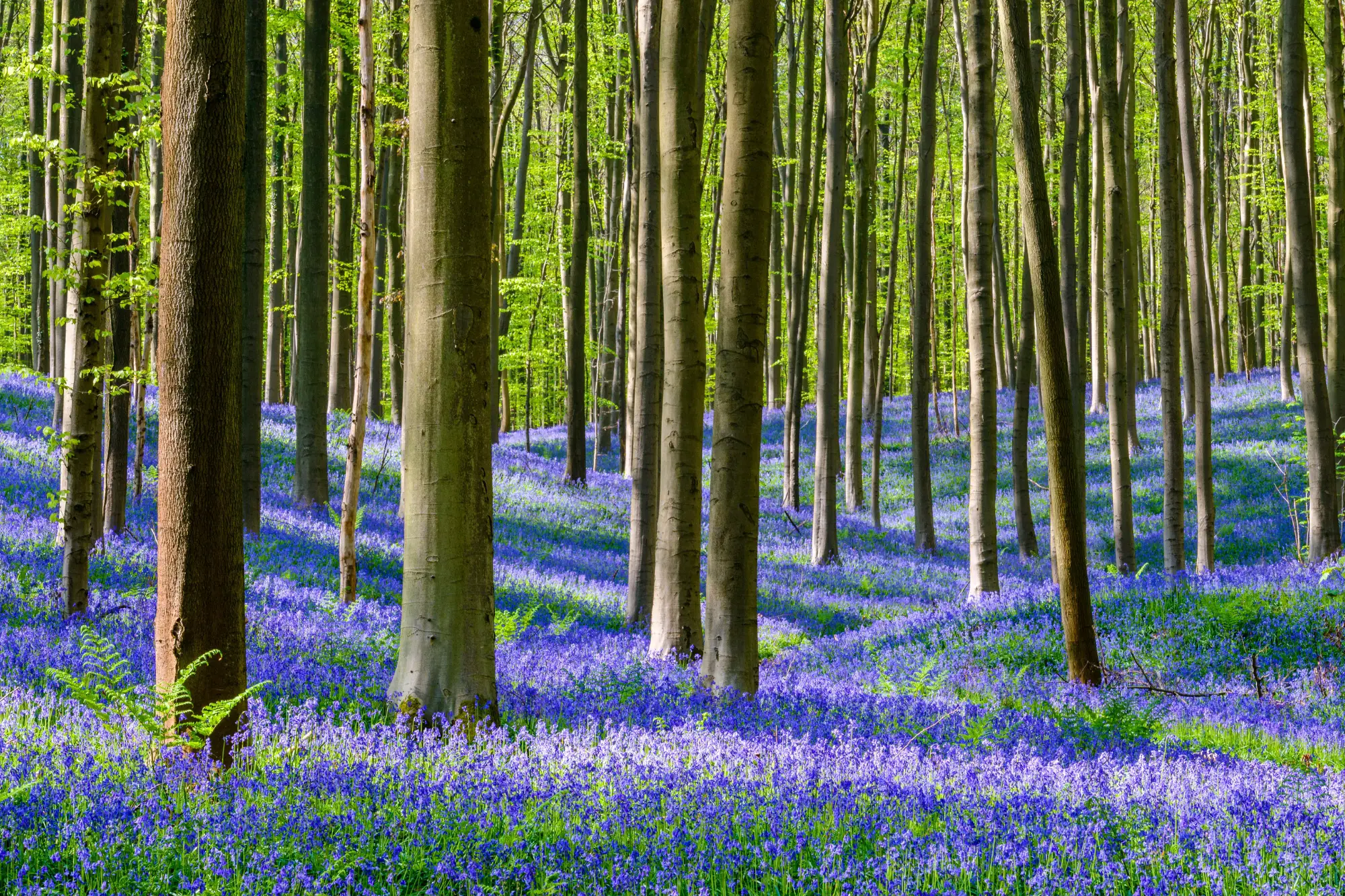 bluebell forest