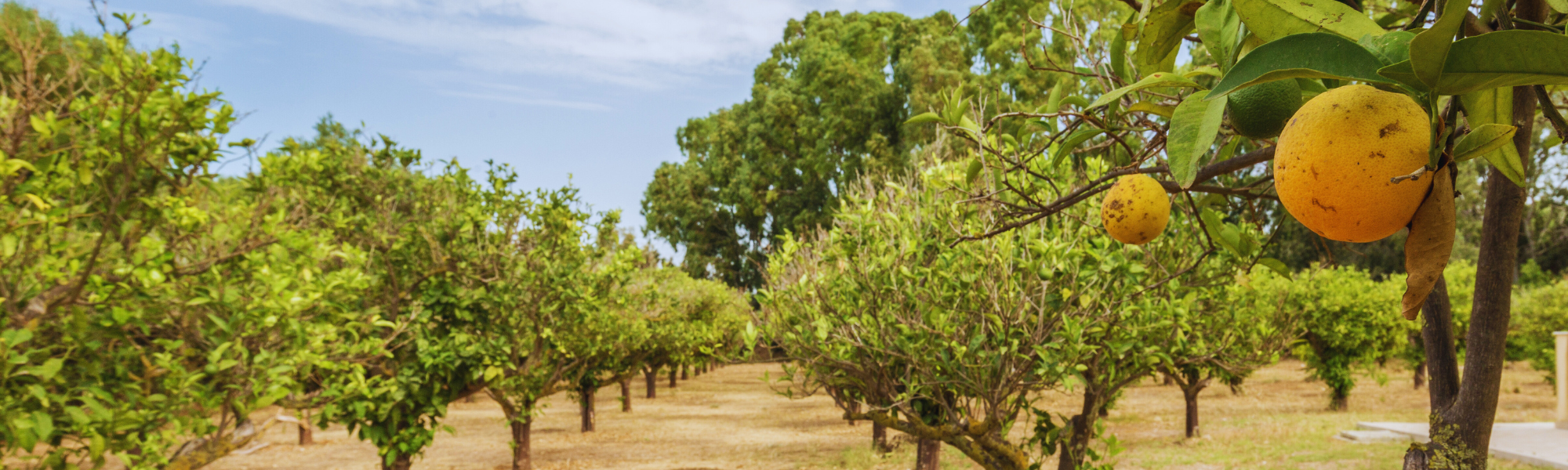 Lemon Groves & Other Top Photo Spots in Sorrento Localgrapher