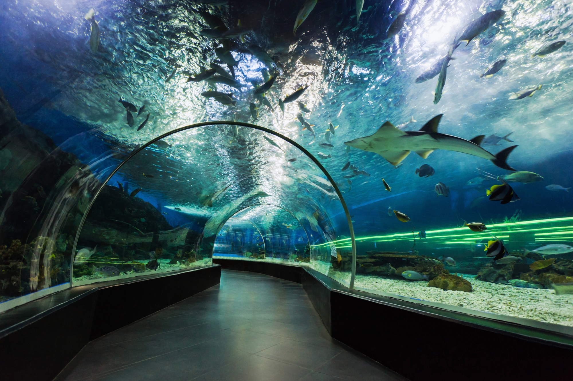 Dubai Aquarium