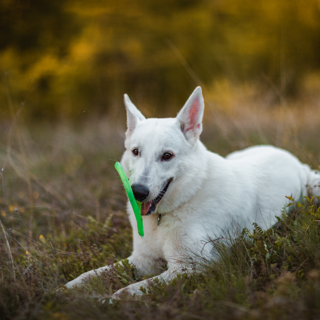 playtime dog photoshoot