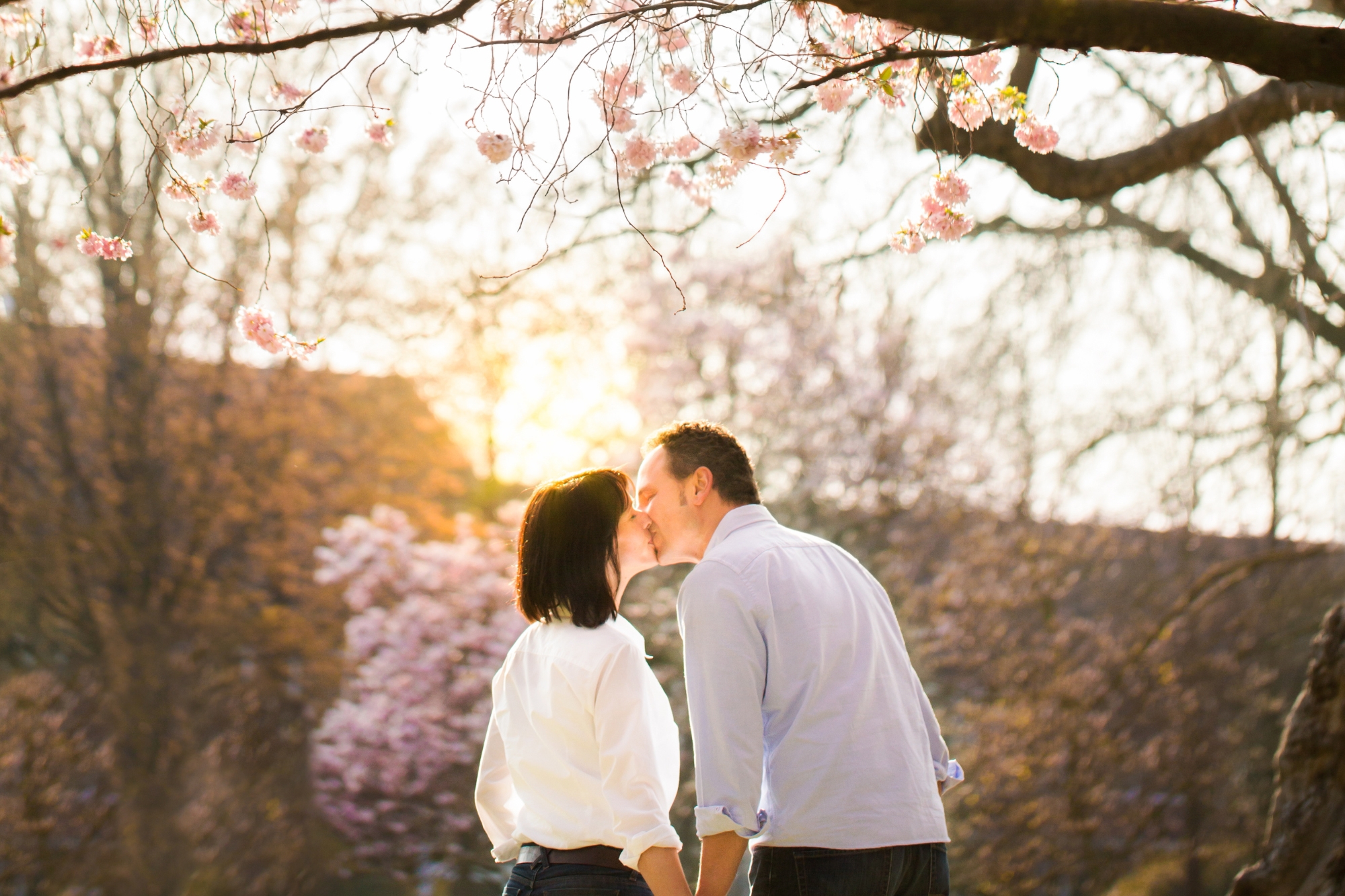 cherry blossom in seoul